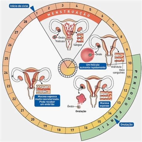 Dani Fisio Como Calcular Seu Per Odo F Rtil