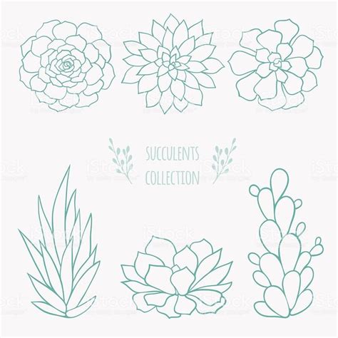 collection of six different hand drawn succulent plants | Succulent art ...