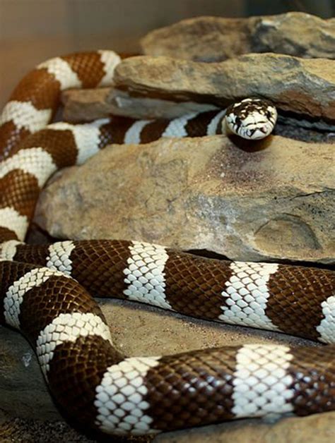 California Kingsnake Cosley Zoo