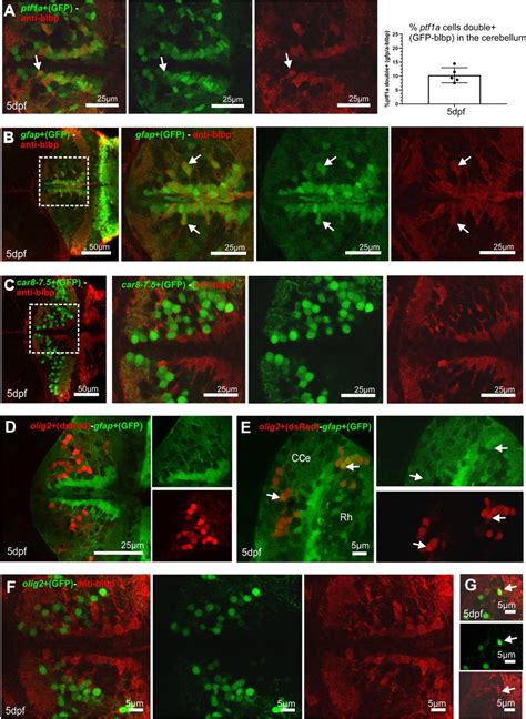 Figures And Data In Lifelong Regeneration Of Cerebellar Purkinje Cells