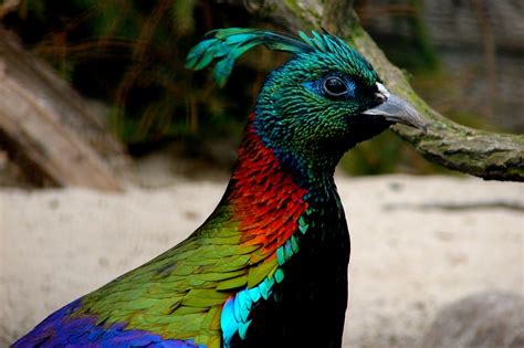 The Himalayan Monal Is A Beautiful Mountain Pheasant Who Displays A