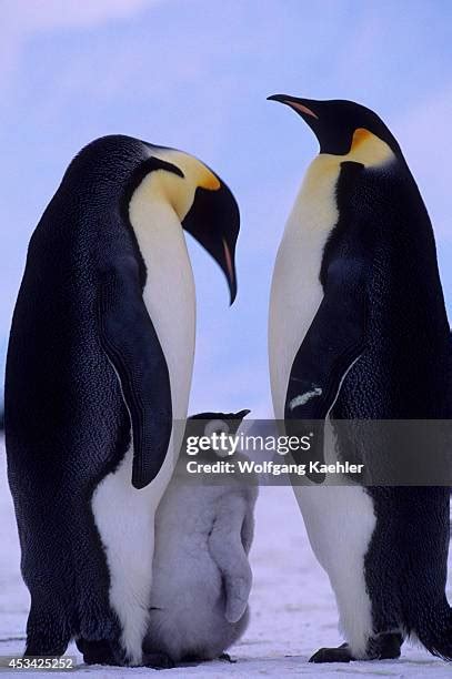 Emperor Penguin Couple Photos And Premium High Res Pictures Getty Images