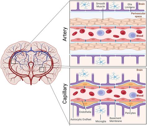 Frontiers Development Of Circadian Neurovascular Function 44 OFF