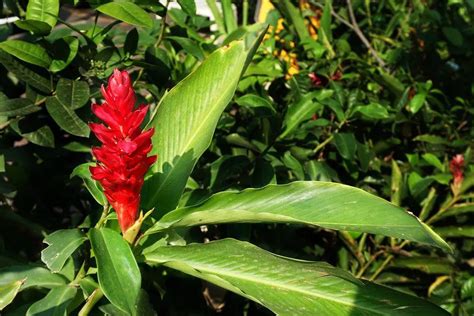 Ginger Flower Meaning Symbolism And Colors Pansy Maiden