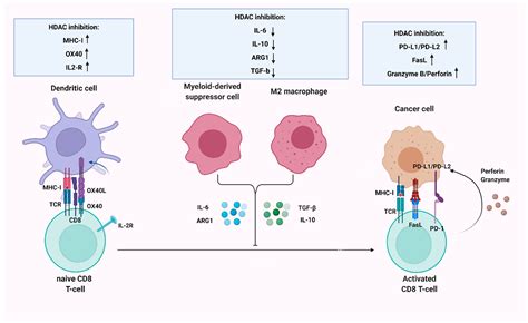 IJMS Free Full Text Histone Deacetylase HDAC Inhibitors A