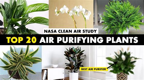 Nasa Study Reveals Best Air Cleaning Plants For Your Home Nasa Top 20