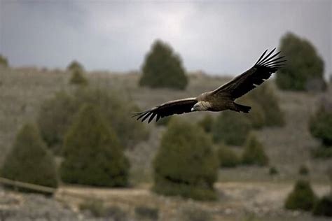 Griffon Vulture Soaring Spain Lives In A Wide Range Of