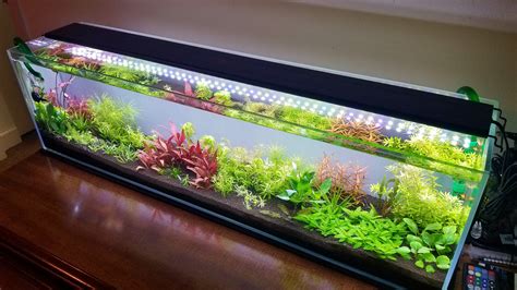 Planted Tank Proudness! - Pics Only Thread | Page 13 | The Planted Tank ...