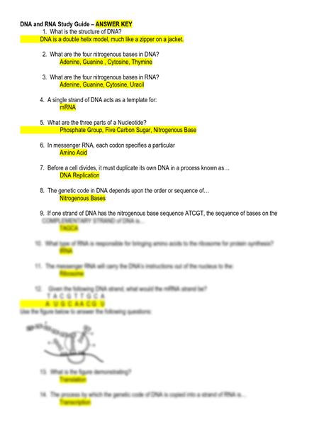 Dna And Rna Questions And Answers Pdf