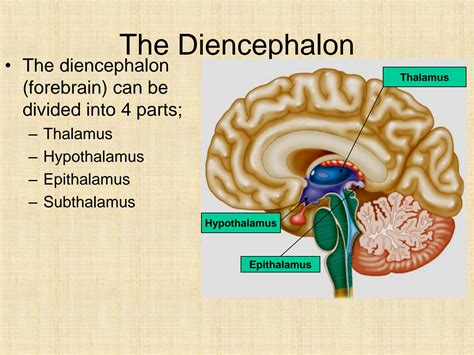 Solution Thalamus And Hypothalamus Studypool