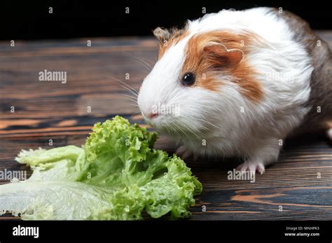 Eat Guinea Pig Hi Res Stock Photography And Images Alamy