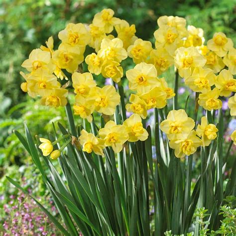 Bloomsz Daffodil Yellow Cheerfulness Flower Bulb (8-Pack) 07534 - The Home Depot