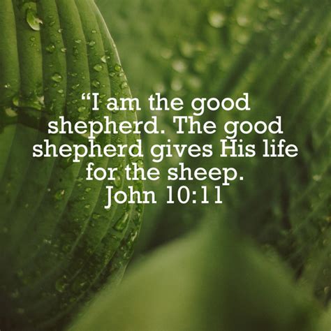 John 1011 I Am The Good Shepherd The Good Shepherd Gives His Life