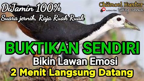 Suara Pikat Ruak Ruak Ter Uji Sangat Ampuh 100 Super Ganas Bikin