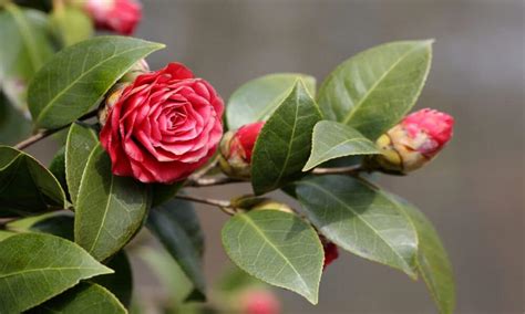 A flor que quase ninguém viu middlemist vermelha a mais rara