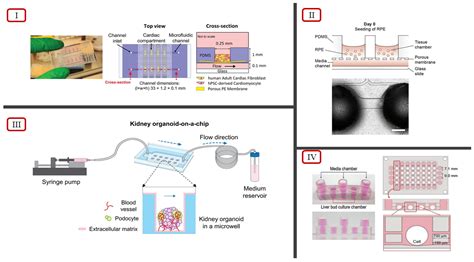 Ijms Free Full Text Vascularization Strategies In 3d Cell Culture Models From Scaffold Free