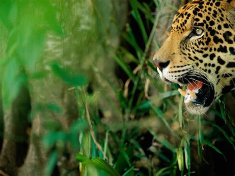 Saving the Cerrado, Brazil’s vital savanna | Stories | WWF