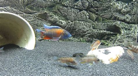 Breeding African Cichlids : Cichlid Crazy