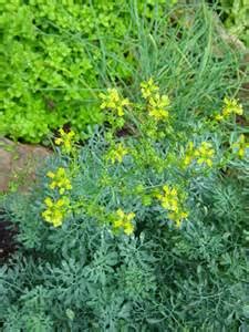 Backyard Patch Herbal Blog: Rue - Herb of the Week