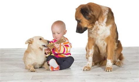 LOS PERROS SIENTEN CELOS SENTIMIENTOS Y AYUDA