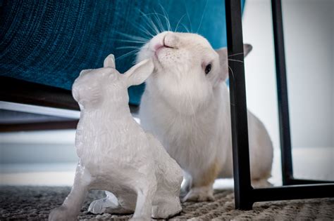 Behavior - Rabbit.org