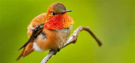 The 4 Types of Hummingbirds in Colorado! (ID Guide) - Bird Watching HQ