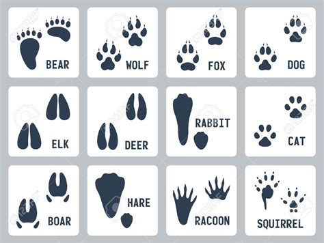 Animal Tracks Icons Set Animal Tracks Animal Footprints Dog Images