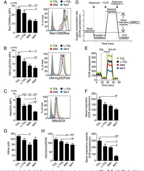 Figure 3 From High Mitochondrial Respiration And Glycolytic Capacity