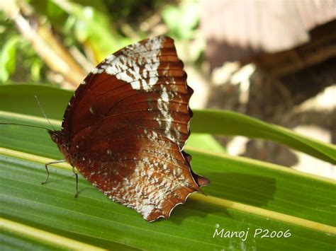 My Butterfly Garden Common Palm Fly