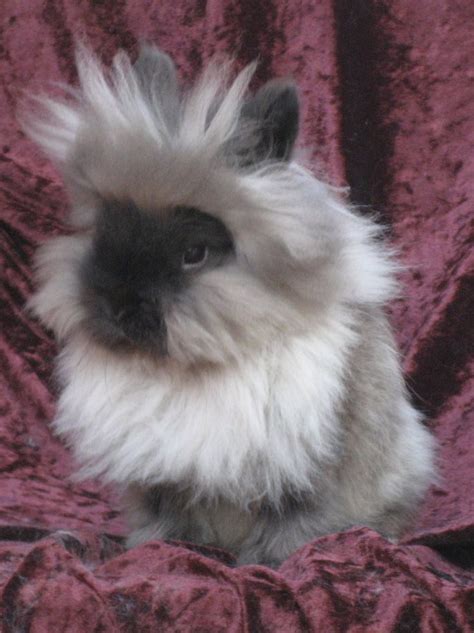 Lionhead rabbit - Alchetron, The Free Social Encyclopedia