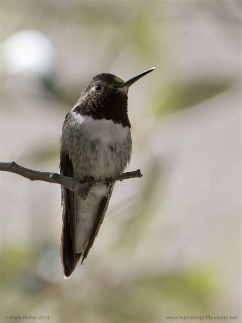 Broad Tailed Hummingbird