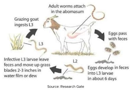 Common Goat Worms Stock Sense Fact Sheets