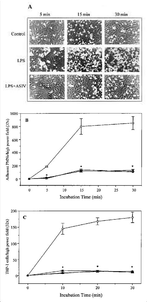 Astragaloside IV Inhibits LPS Induced Adhesion Of Polymorphonuclear