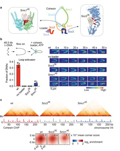 Chromatin Loop Formation By Loop Extrusion Deficient Cohesin A