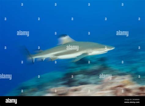 A Motion Blurred Image Of A Blacktip Reef Shark Carcharhinus Melanopterus Yap Micronesia