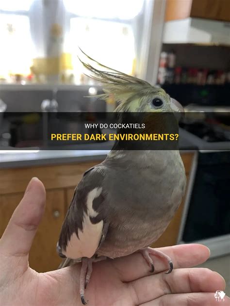 Why Do Cockatiels Prefer Dark Environments Petshun