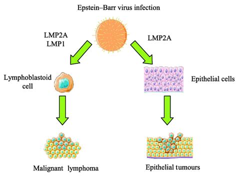 Pathogenetic Mechanisms Of Epstein Barr Virus On Carcinogenesis Ebv Is