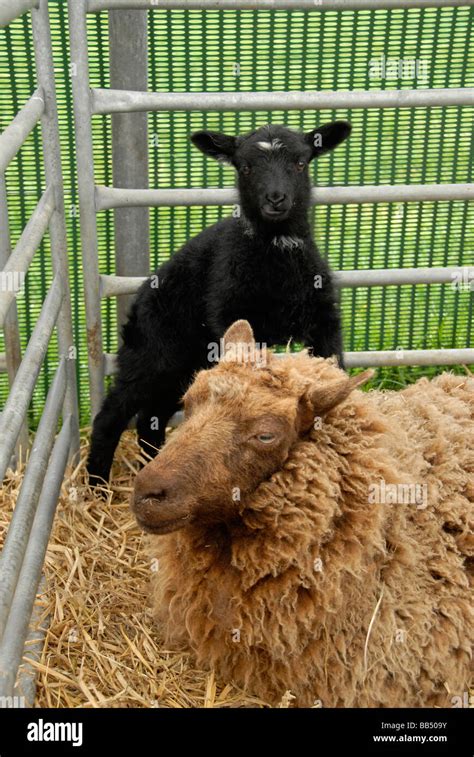 Shetland Sheep Mother With Lamb Stock Photo Alamy