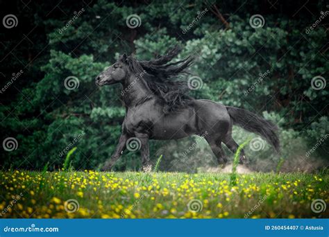 Black Friesian stallion stock image. Image of black - 260454407