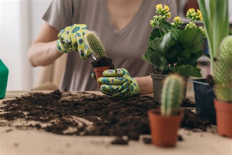 Cómo trasplantar un cactus paso a paso