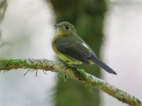 Foto assanhadinho Myiobius barbatus Por Júlio Silveira Wiki Aves