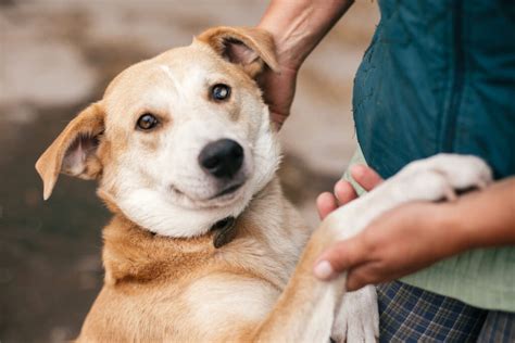 A importância das ONGs e protetores dos animais