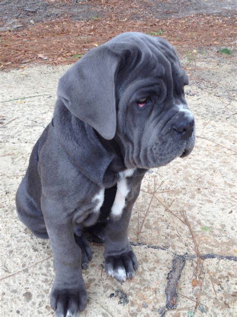 Neapolitan Mastiff Dog Breed Everything About Neapolitan