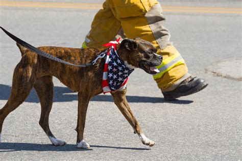 Fire Dogs Fun Facts And Famous Canine Firefighters