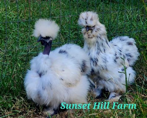 Silkie Hatching Eggs Paint And Black 6 Silkie Showgirl Frizzle Npip And Ai Clean Ebay