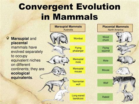 Convergent Evolution Abcdef Wiki