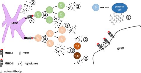 Immunoproteasome Inhibition In Transplantation Can Interfere At