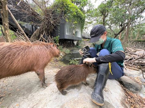 高雄市觀光局將提升壽山動物園保育員待遇，按所照顧動物危險性分級，調升為新台幣3000至5000元不等，自113年1月1日起生效。圖為透過親近