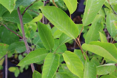 Smooth Serviceberry leaf — Ontario Native Plant Nursery | Container Grown | (705)466-6290