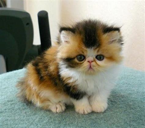 Exotic Shorthair kittens : Biological Science Picture Directory ...